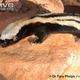 Illustration for article titled Monday Mustelid - Poecilogale albinucha Edition
